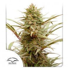 Dutch Passion - CBD Compassion®