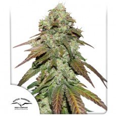 Dutch Passion - CBD Mazar