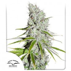 Dutch Passion - CBD Skunk Haze®