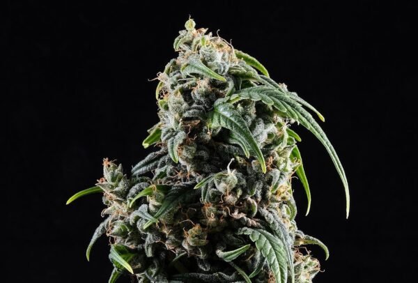 Kannabia - CBDV AUTO