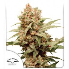 Dutch Passion - CBG-Force®