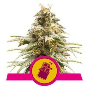 Royal Queen Seeds - Chocolate Haze