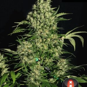 Serious Seeds - Chronic