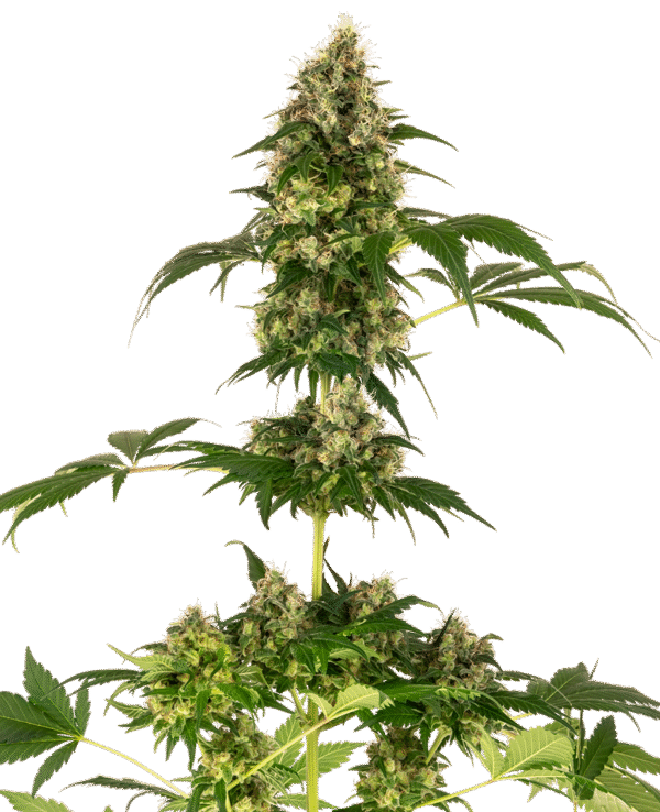 Sensi Seeds - Cobalt Haze Feminized