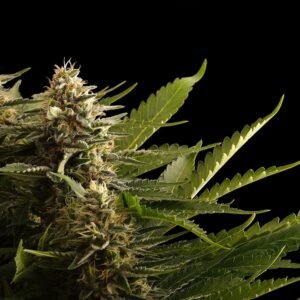 Kannabia - Colombian Jack