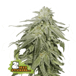 Seed Stockers - Cookies and Cream Auto