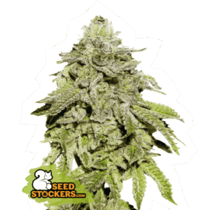 Seed Stockers - Cookies and Cream Fem