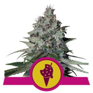 Royal Queen Seeds - Cookies Gelato