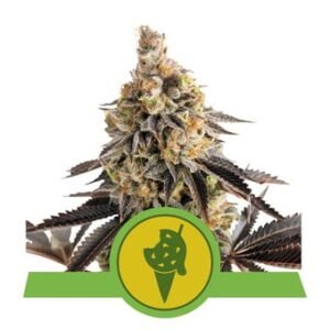Royal Queen Seeds - Cookies Gelato Auto