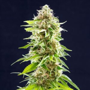 Kannabia - Cookies Haze