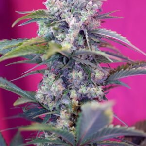 Sweet Seeds - Cream Mandarine Auto®