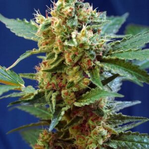 Sweet Seeds - Cream Mandarine XL Auto®