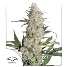 Dutch Passion - Critical Orange Punch®
