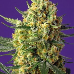 Sweet Seeds - Crystal Candy XL Auto®