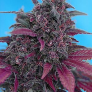 Sweet Seeds - Dark Devil Auto®
