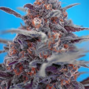 Sweet Seeds - Devil Cream Auto®
