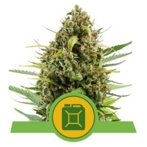 Royal Queen Seeds - Diesel Auto