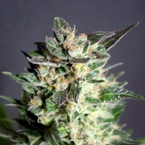 Kannabia - Diesel Glue