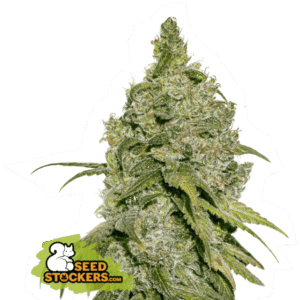 Seed Stockers - Do Si Dos Fem