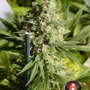 Serious Seeds - Double Dutch