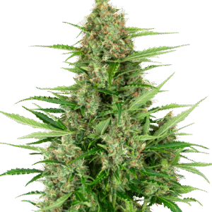 Sensi Seeds Research - Double Kush Cake Automatic