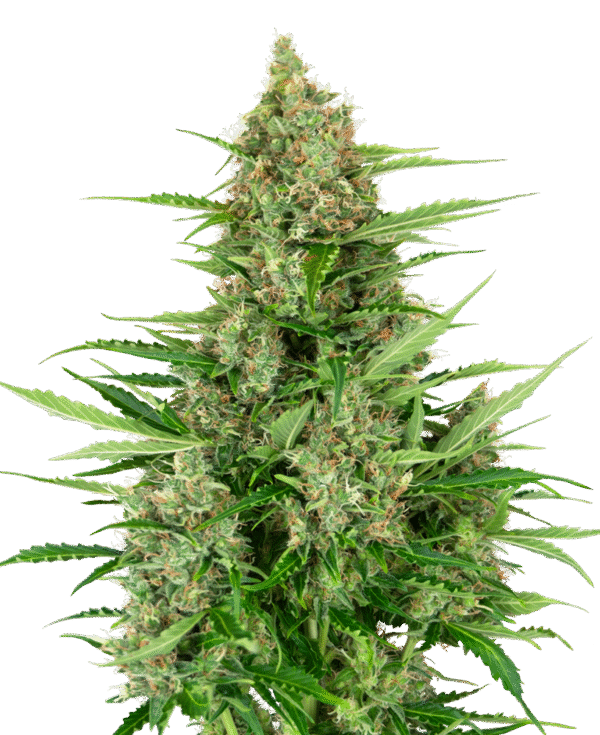Sensi Seeds Research - Double Kush Cake Automatic