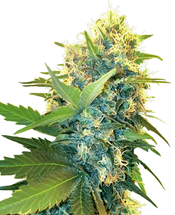 Sensi Seeds Research - Double Kush Cake Feminized