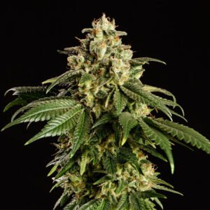 Kannabia - Dream Sherbet