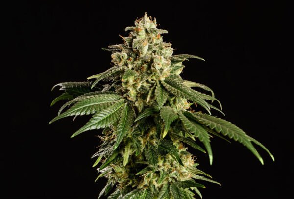Kannabia - Dream Sherbet