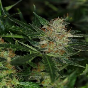 Kannabia - Dream Sherbet AUTO