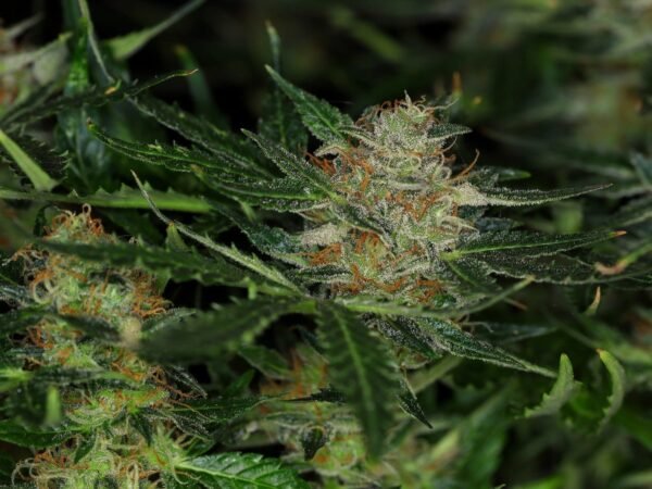 Kannabia - Dream Sherbet AUTO