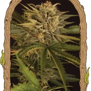 Exotic Seeds - Dr. Greenman Pure CBD