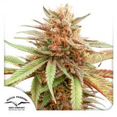 Dutch Passion - Durban Dew