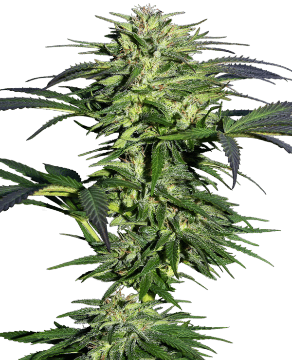 Sensi Seeds - Durban Feminized