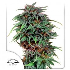 Dutch Passion - Durban Poison®