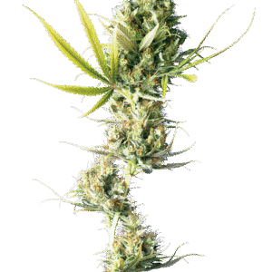 Sensi Seeds - Durban® (Regular)