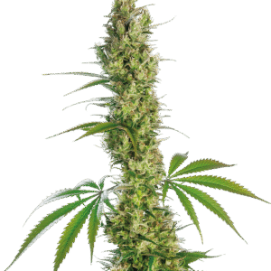 Sensi Seeds - Eagle Bill® (Regular)