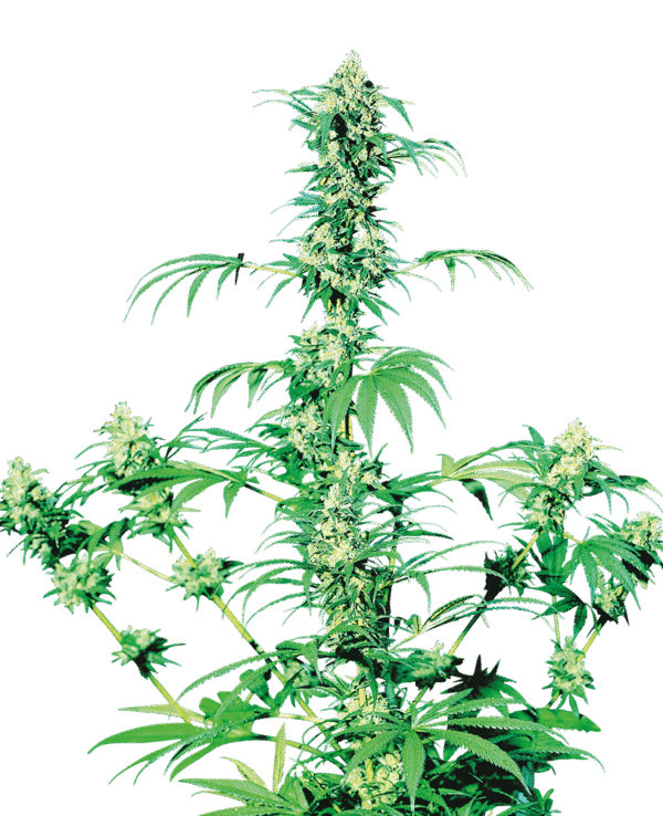 Sensi Seeds - Early Girl® (Regular)