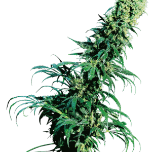Sensi Seeds - Early Pearl® (Regular)