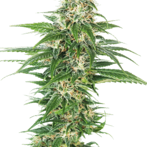 Sensi Seeds - Early Skunk Automatic