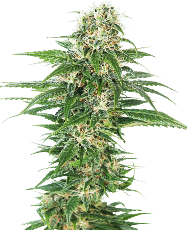 Sensi Seeds - Early Skunk Automatic