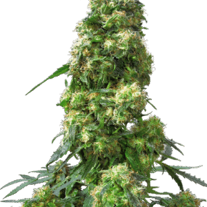 Sensi Seeds - Early Skunk® (Regular)