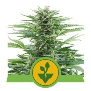 Royal Queen Seeds - Easy Bud