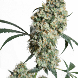 Sensi Seeds - Ed Rosenthal Super Bud® (Regular)