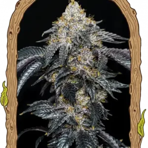 Exotic Seeds - Quicklato Sherbet
