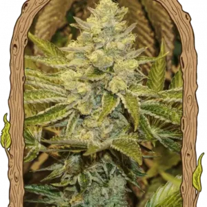 Exotic Seeds - Exotic Animal