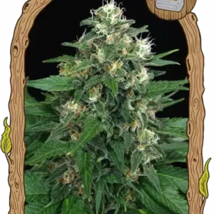 Exotic Seeds - Exotic Thai