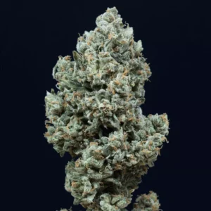 Silent Seeds - Critical 2.0 Auto