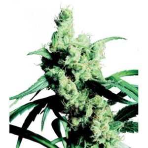 Sensi Seeds - Silver Haze Feminized