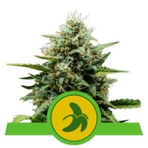 Royal Queen Seeds - Fat Banana Auto